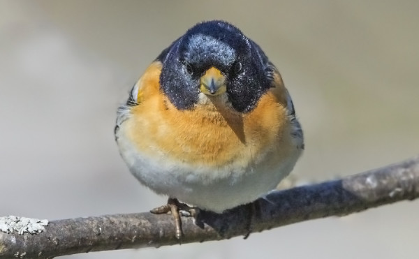KOIRAS JÄRRIPEIPPOJEN PÄÄT ALKAVAT OLLA KAUNIIN SINISENMUSTIA