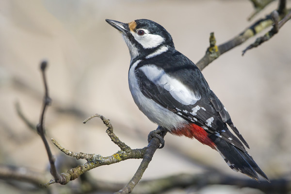 KEVÄTMUUTTAVIA KÄPYTIKKOJA ON ILMESTYNYT SAAREEN PARI KAPPALETTA