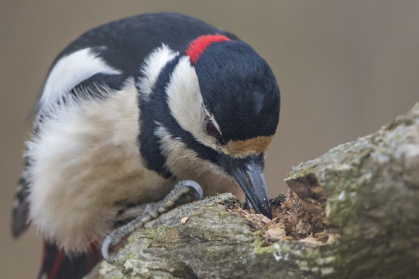 KÄPYTIKKOJEN PALUUVAELLUS ON VOIMISSAAN JA RUOKAKIN MAITTAA