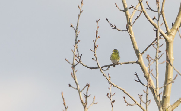 DOKUMENTTIKUVANI KELTAHEMPOSTA, JOKA EI SUOSTUNUT KAIKILLE NÄYTTÄYTYMÄÄN