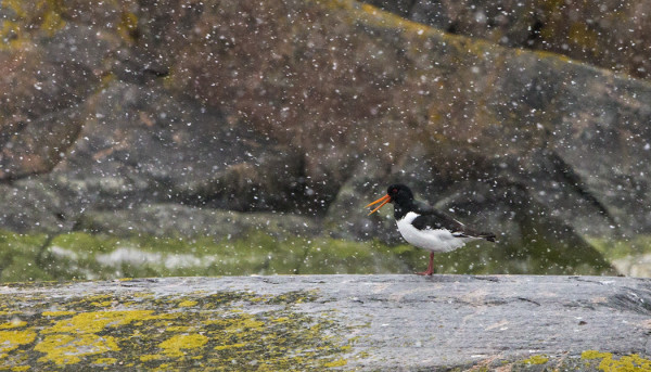 AAMUPÄIVÄN RÄNTÄSADE YLLÄTTI MERIHARAKAN