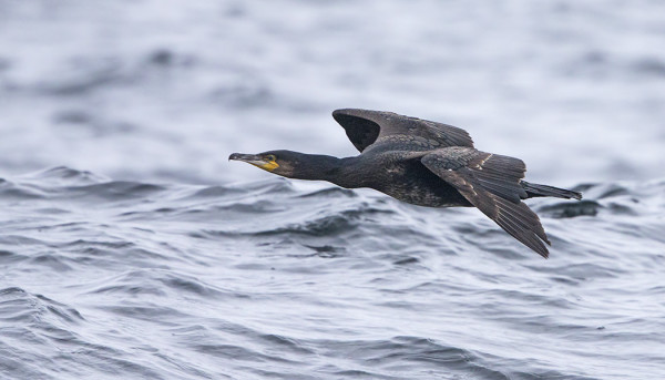 MERIMETSOJA ON EDELLEEN MUUTAMA KYMMEN SAAREN VESILLÄ