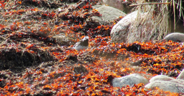 ENGLANNINVÄSTÄRÄKKI EHDOKAS ITÄRANNALLA (Kuvat: Timo Koskinen)