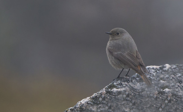 HIIRENHARMAITA NAARAS MUSTALEPPÄLINTUJA ON PÄIVITTÄIN