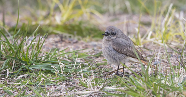 JOKUNEN MUSTALEPPÄLINTU ON VIELÄ MUUTOLLA