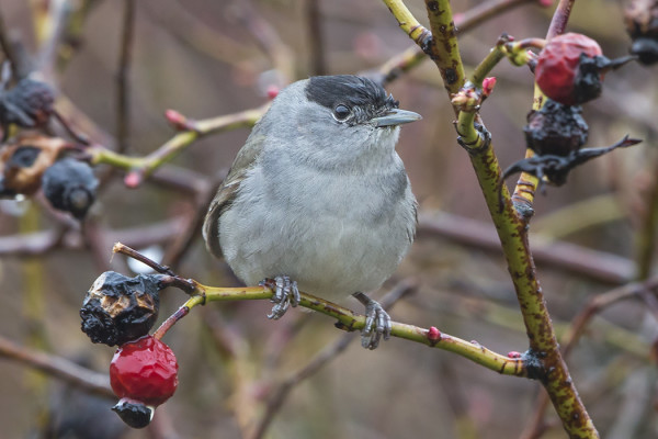 KEVÄÄN EKA MUSTAPÄÄKERTTU LÖYTYI SAUNAMME NURKALTA