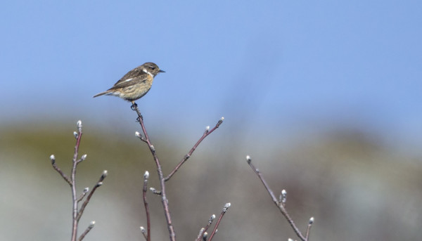 MUSTAPÄÄTASKU ON UTÖSSÄ LÄHES JOKAKEVÄINEN, NYT NAARAS
