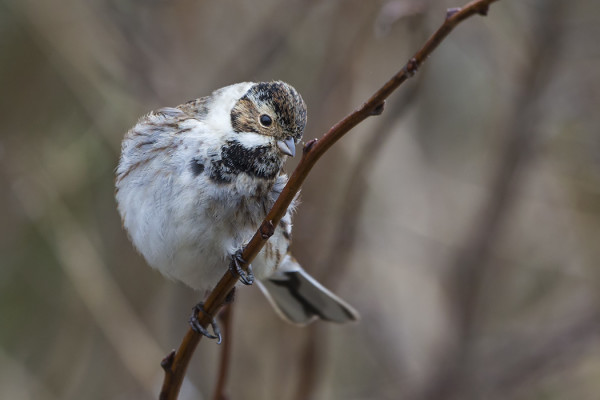 PAJUSIRKKUJEN MUUTTO ON HYVÄSSÄ VAUHDISSA