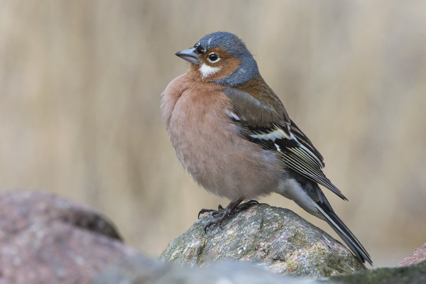TÄNÄÄN NÄIN OUDON VÄRISEN KOIRASPEIPON - VALKOISET POSKET JA VALKOINEN SILMÄRENGAS!
