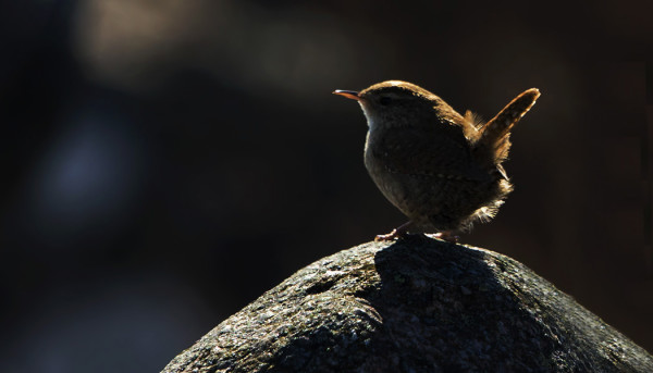 VASTAVALOPEUKALOINEN TÄNÄÄN