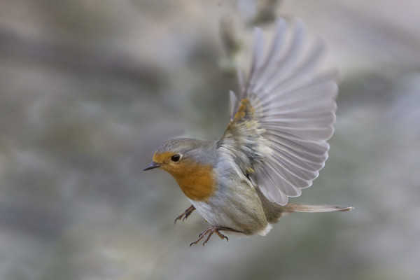 PIKKULINTUJEN LENTOKUVAUS ON HAASTEELLISTA, TÄSSÄ PUNARINTA