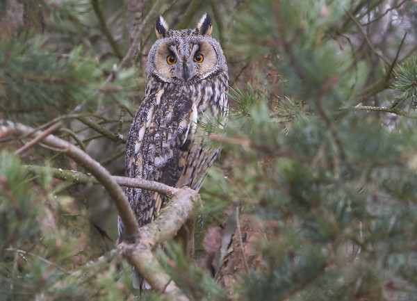 VUODEN EKA SARVIPÖLLÖ OLI KUVAUKSELLINEN