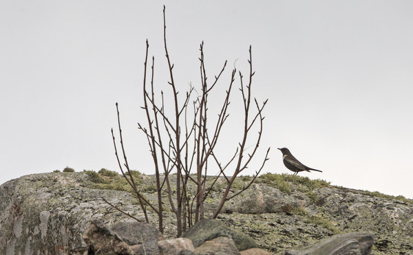SEPELRASTAAT OLIVAT ARKOJA, TÄMÄN LÄHEMMÄS EN PÄÄSSYT