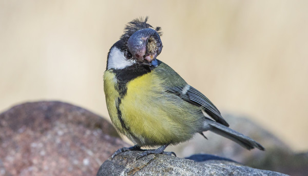 NÄIN PAHAA KASVAINTA EN OLE KOSKAAN ENNEN TALITIAISELLA NÄHNYT. TÄMÄ LINTU ON JUURI ILMESTYNYT JOSTAIN TÄNNE, EI OLLUT TALVELLA