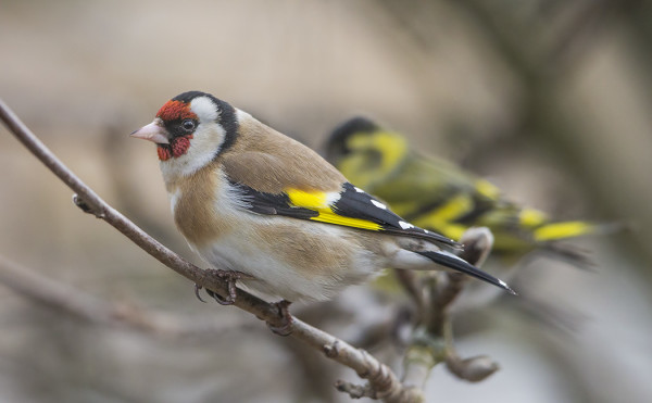 TIKLI ON UTÖSSÄ VÄHÄLUKUINEN VIERAS