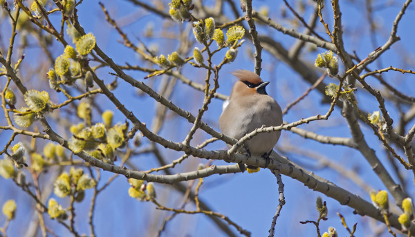 MUUTAMA TILHI ON VIELÄ MATKALLA POHJOISEEN, PAJUNKUKINNOT MAISTUIVAT