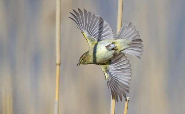 MUUTAMA TILTALTTI ON HAVAITTU