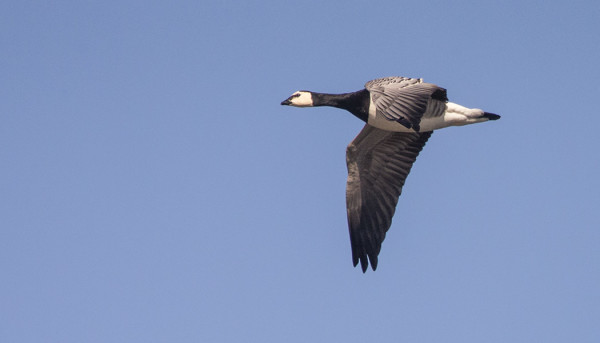 VALKOPOSKIA ON NÄKYNYT VASTA MUUTAMA