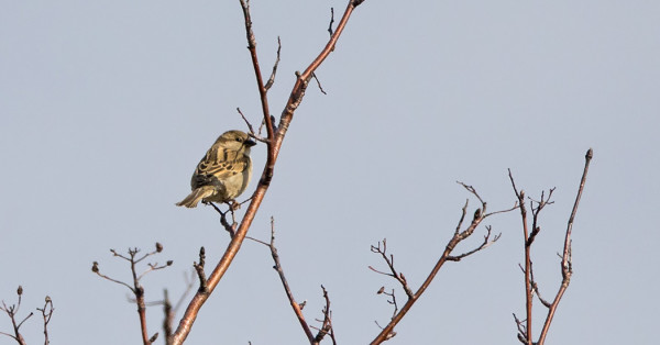 LEVOTON VARPUNEN EI PÄÄSTÄNYT TÄMÄN LÄHEMMÄKSI