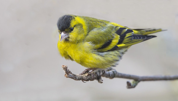 VIHERVARPUSIA ON MUUTAMA SILLOIN TÄLLÖIN