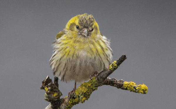 VIHERVARPUNEN MUISTUTTAA AIKA PALJON KELTAHEMPPOA - AINAKIN SUORAAN EDESTÄ