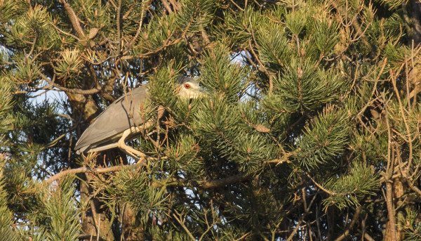 YÖHAIKARA LEPÄILI ISOJEN MÄNTYJEN LATVUSTOISSA