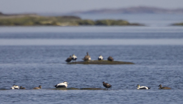 ALLIHAAHKA NAARAS VIIHTYY ITÄRANNAN HAAHKOJEN SEURASSA