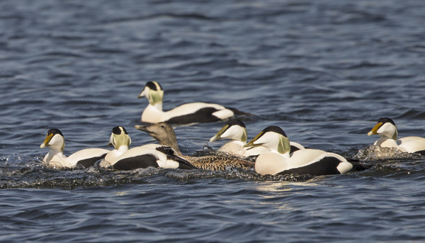 KOIRASHAAHKAT KISAILEVAT VIIMEISISTÄ VAPAISTA NAARAISTA