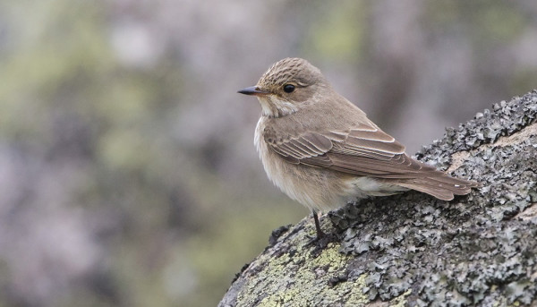 HARMAASIEPPOJEN PÄÄMUUTTO LÄHESTYY