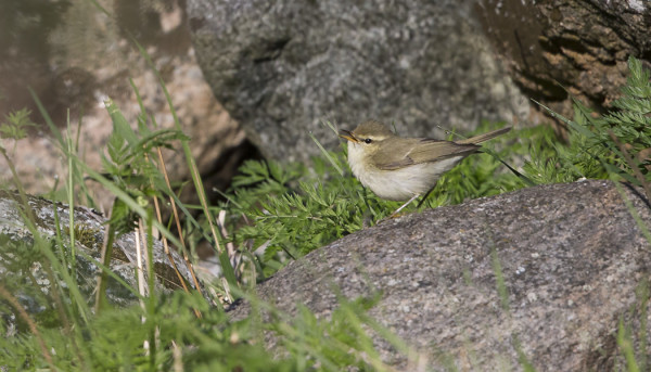 IDÄNUUNILINTU MEIDÄN KIVIAIDAN TUNTUMASSA