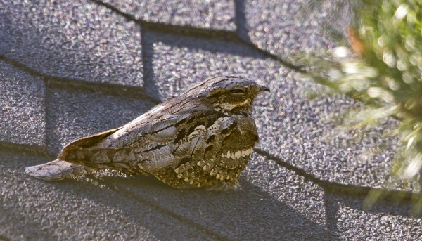 KEHRÄÄJÄ TORKKUI RAKENNUKSEN HUOPAKATOLLA, VARMAAN LÄMMIN PAIKKA