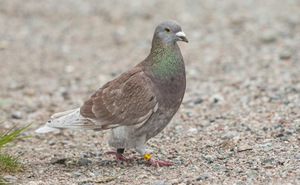 SAAREEN TUPSAHTI KESYKYYHKY - ILMEINEN RUOTSALAINEN KIRJEKYYHKY RENKAIDEN PERUSTEELLA