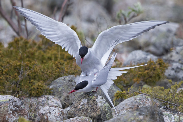 LAPINTIIROJEN PARITTELUHETKI