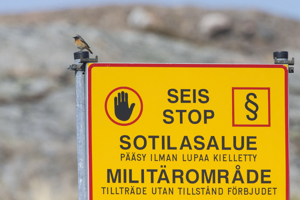 LEPPÄLINTUJA ON NYT RUNSAASTI