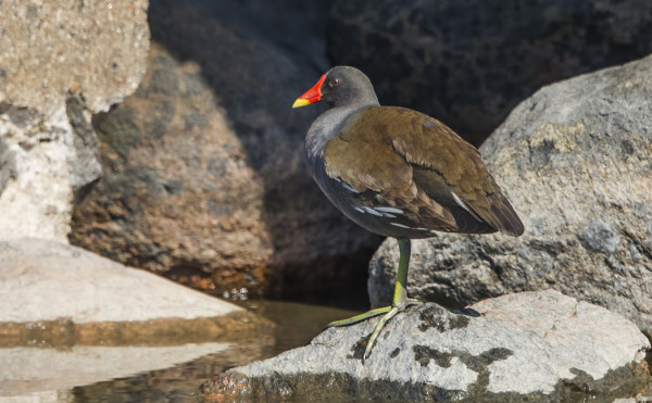 LIEJUKANA ILMESTYI KYLÄN RANTAAN