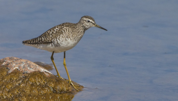LIROJA MUUTTI TÄNÄÄN MUKAVASTI