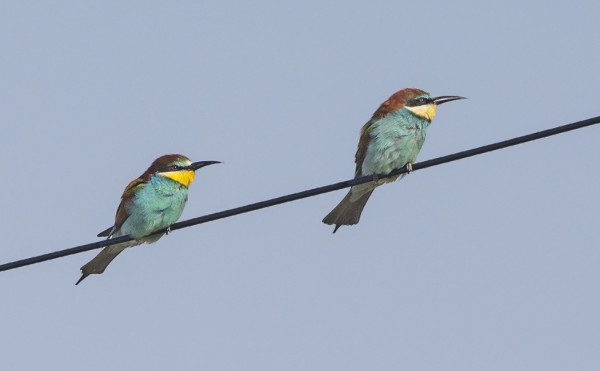 MEHILÄISSYÖJÄT LANGALLA PIKKU-LAMMASHAAN REUNALLA