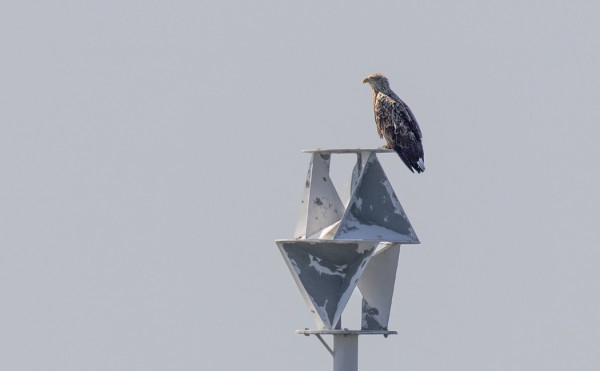 VANHA MERIKOTKA ISTUI JURMON LÄHELLÄ TUTKAHEIJASTIMEN PÄÄLLÄ