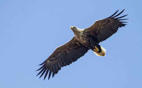 MERIKOTKIA PYÖRII LÄHISTÖLLÄ 5-6 KPL PÄIVITTÄIN