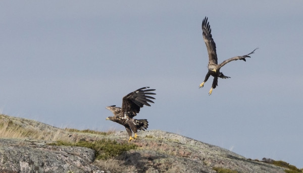 TÄNÄÄN KAKSI MERIKOTKAA YRITTI PYYDYSTÄÄ KAHTA NAARASHAAHKAA SUORAAN PESÄSTÄ, HYÖKKÄYKSET JÄIVÄT TÄLLÄ KERTAA TULOKSETTOMIKSI MUTTA PESÄT JÄIVÄT PITKÄÄN AVOIMIKSI