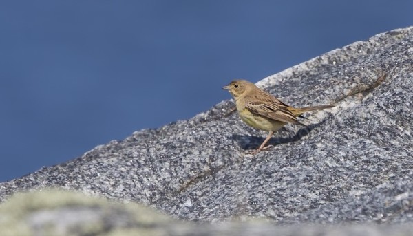 NAARAS MUSTAPÄÄSIRKKU ETELÄKÄRJEN KALLIOILLA. MUITAKIN KUVIA LÖYTYY..