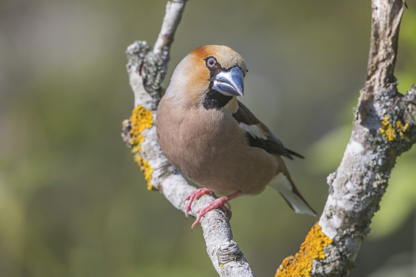 SAARESSA PESINEE NOKKAVARPUSPARI, TÄSSÄ KOIRAS PIHALLAMME