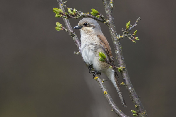 VANHA NAARAS PIKKULEPINKÄINEN MUISTUTTAA JO KOIRASTA