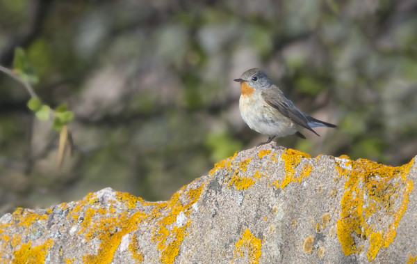 PIKKUSIEPPO ON TÄHÄN AIKAAN VUOTTA LIKI PÄIVITTÄINEN LAJI