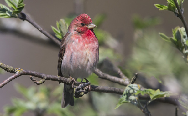PUNAVARPUSET OVAT SAAPUNEET