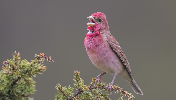 PUNAVARPUSET LAULAVAT INNOKKAASTI AAMUISIN