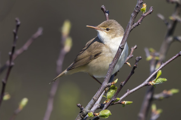 RYTIKERTTUSET MUUTTAVAT NYT
