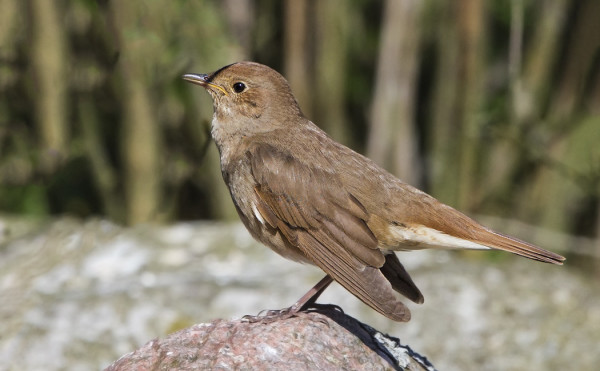 SATAKIELI VIIHTYI PIHALLAMME PARI PÄIVÄÄ