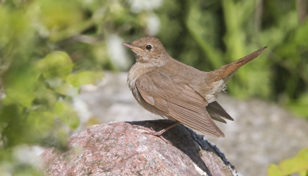 MUUTAMA SATAKIELI HAVAITAAN PÄIVITTÄIN