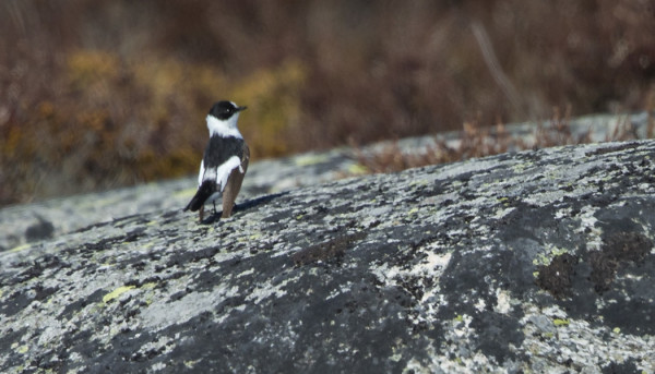 KEVÄÄN EKA SEPELSIEPPO OLI 2kv KOIRAS. KOVA LÄMPÖVÄREILY HAITTASI PAHASTI KUVAAMISTA.